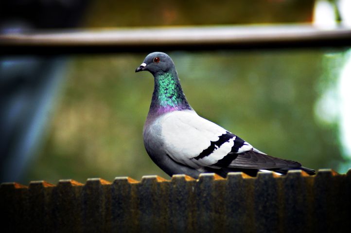 pigeon
