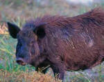 boar