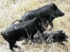 feral pig